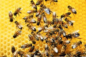 El calor provoca que los campos y montes se sequen y registren incendios, por lo que las abejas mueren, ya sea por la temperaturas o por hambre