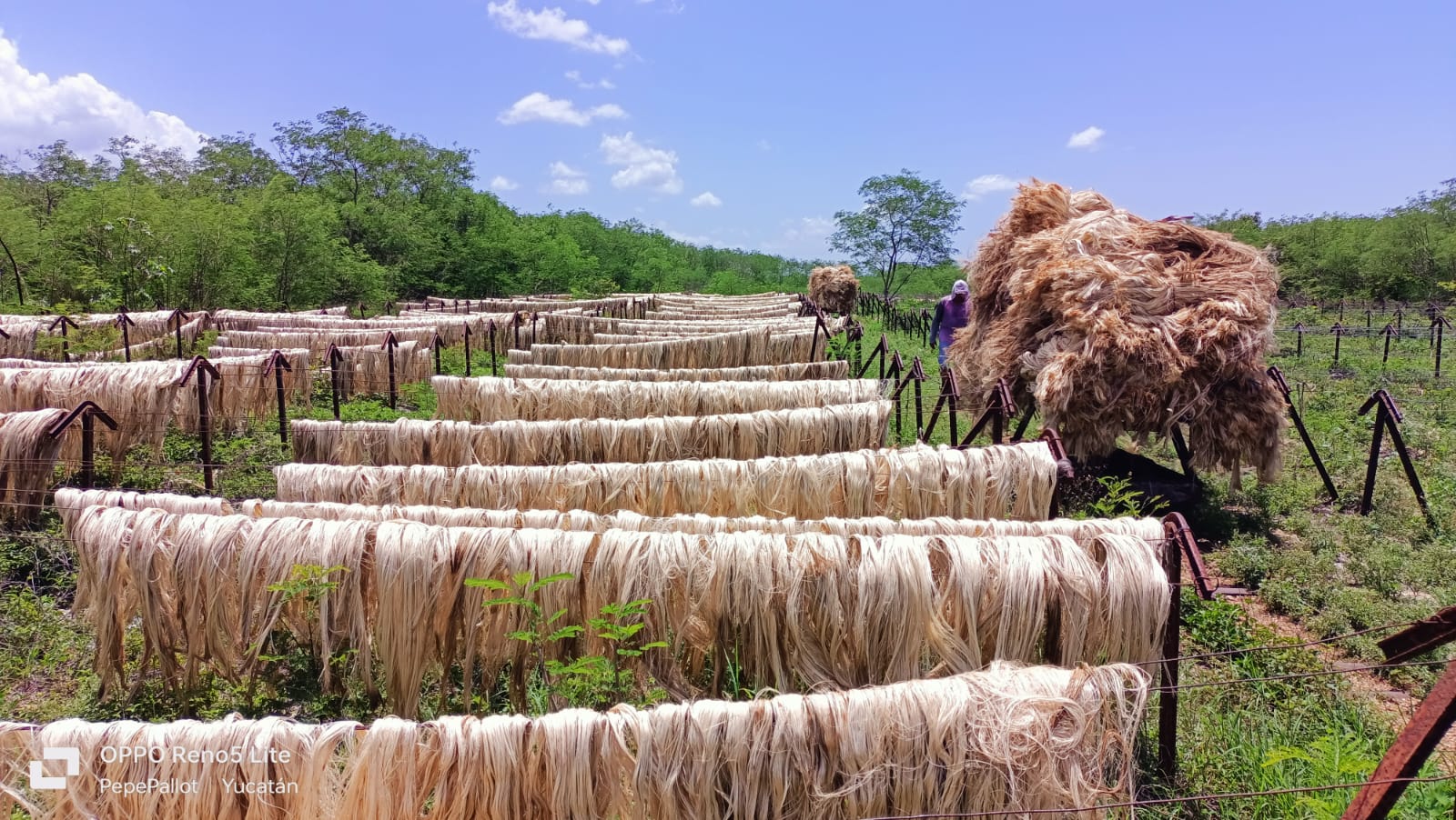 Crisis en la agroindustria del henequén en Yucatán: Llamado urgente por apoyo y mercado.